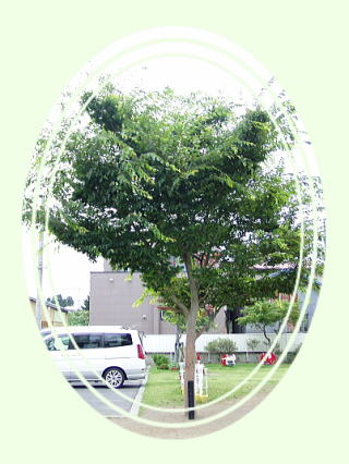 欅写真